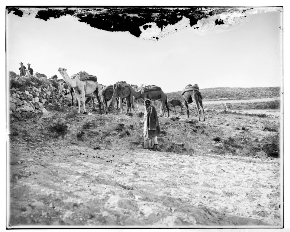 Bedouin and camels LOC matpc.06831