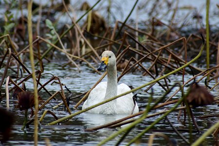 Waterside waterweed bird