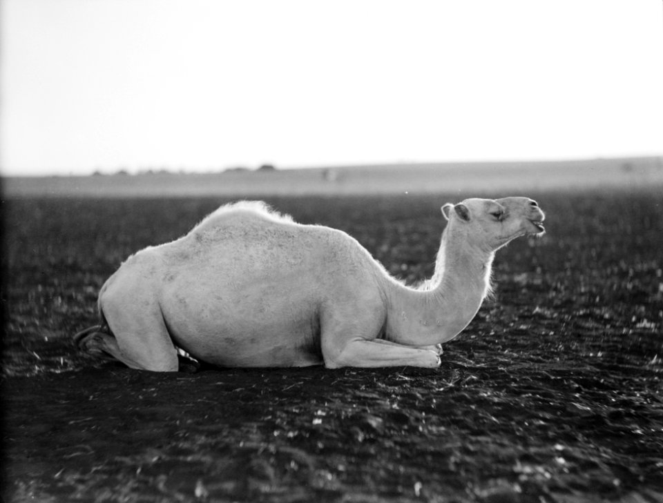 Bedouin life in Trans-Jordan. A young white camel LOC matpc.15664 (cropped)