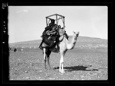 Bedouin life in Trans-Jordan. Bedouin woman and child on a camel. Snugly seated in a 'khudduj' LOC matpc.15665