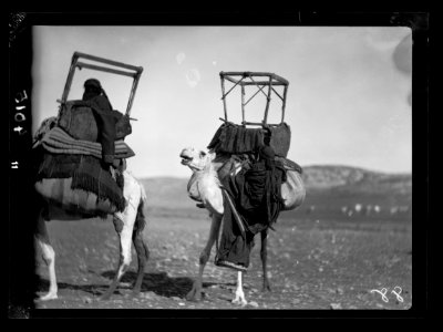 Bedouin life in Trans-Jordan. Mounting a camel while on the march. Bedouin girl climbing over camel's neck LOC matpc.15666