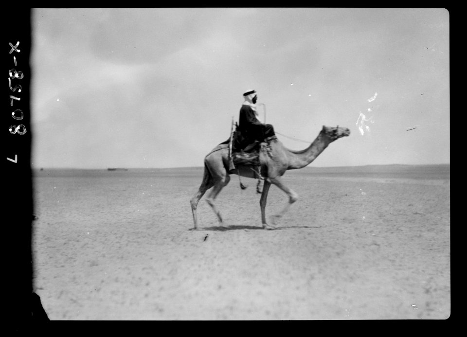 Bedouin on camel LOC matpc.15043