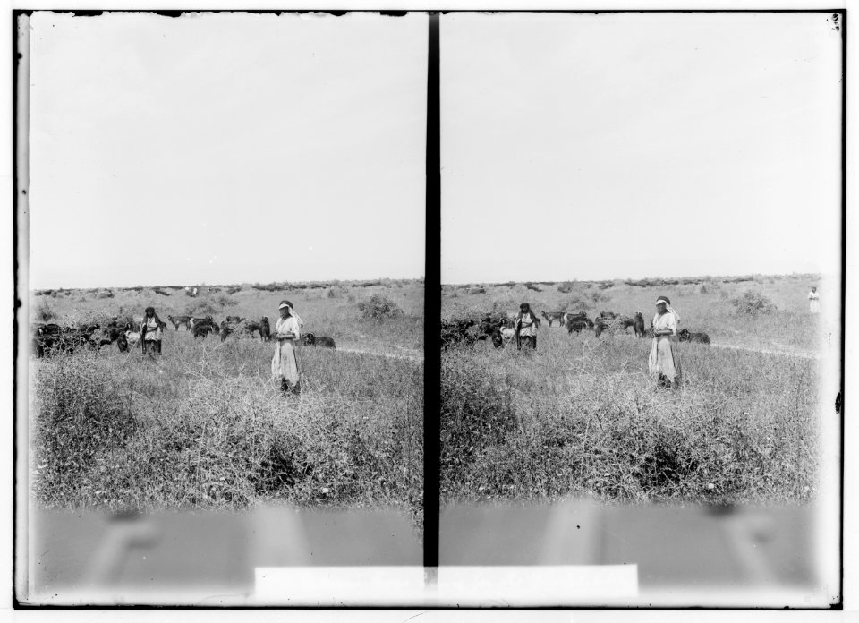 Bedouin wedding series. Bedouin boy tending flock LOC matpc.01354