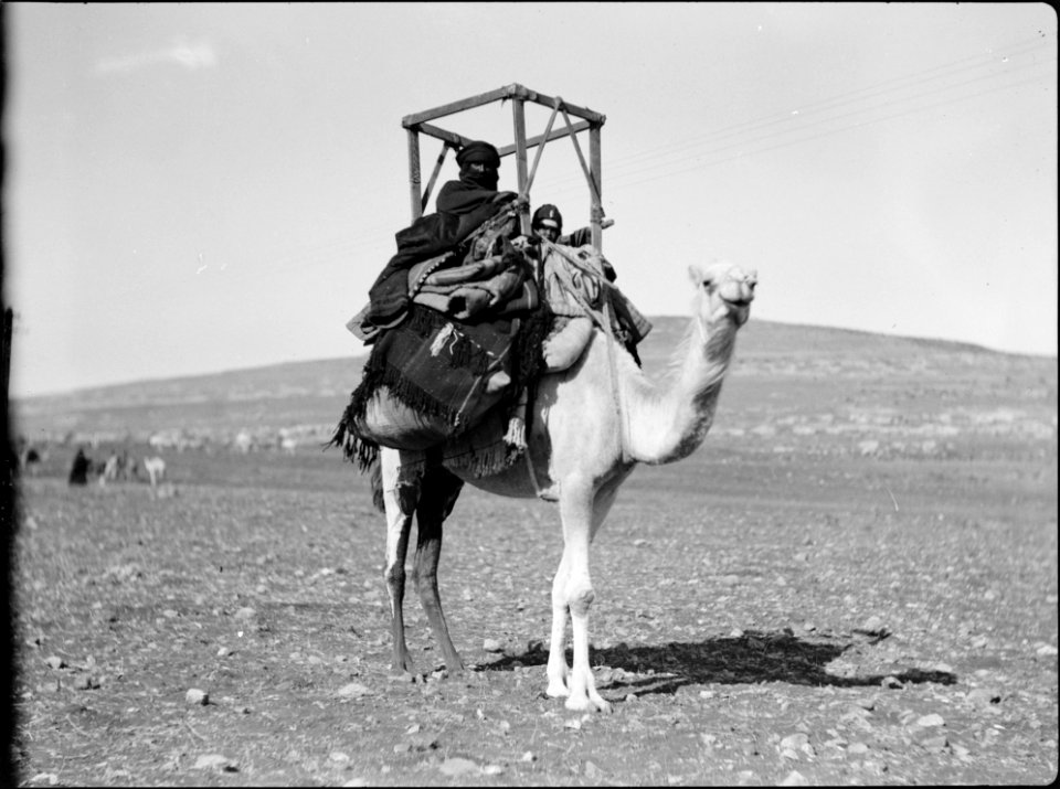 Bedouin life in Trans-Jordan. Bedouin woman and child on a camel. Snugly seated in a 'khudduj' LOC matpc.15665