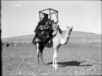 Bedouin life in Trans-Jordan. Bedouin woman and child on a camel. Snugly seated in a 'khudduj' LOC matpc.15665