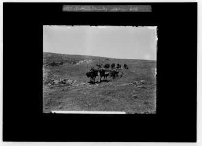 Bedouin wedding series. Bedouin family, moving LOC matpc.01356