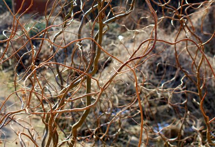 Plant at the court of winter