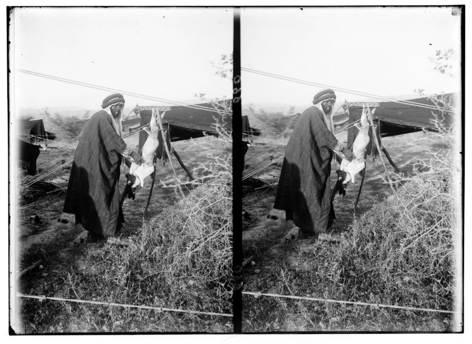 Bedouin wedding series. Bedouin preparing the fatted kid for guests LOC matpc.01348