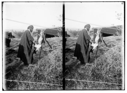 Bedouin wedding series. Bedouin preparing the fatted kid for guests LOC matpc.01348