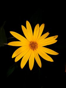 Light meadow natural