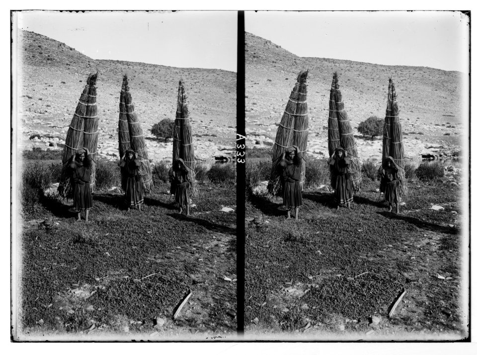 Bedouin wedding series. Bedouin women laden with papyrus LOC matpc.05272