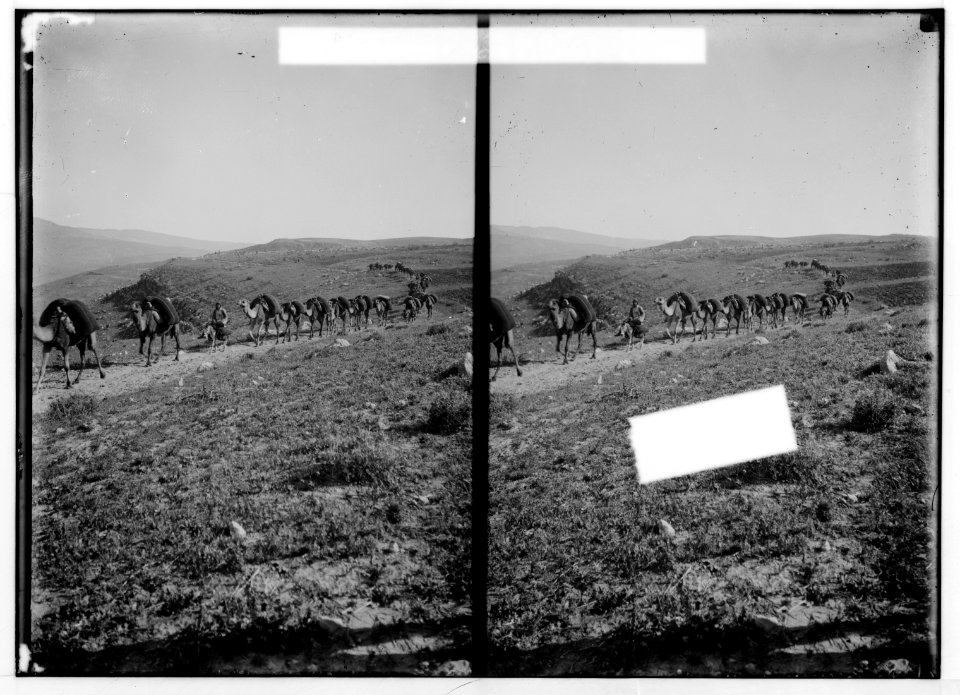 Bedouin wedding series. Caravan LOC matpc.01357