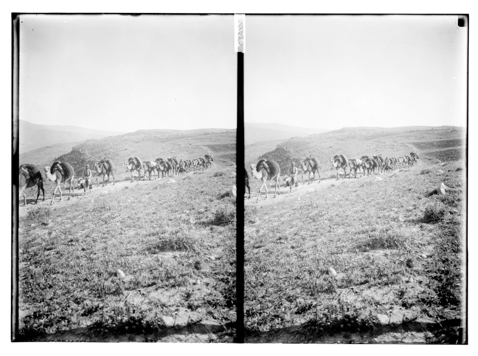 Bedouin wedding series. Caravan of camels LOC matpc.10624