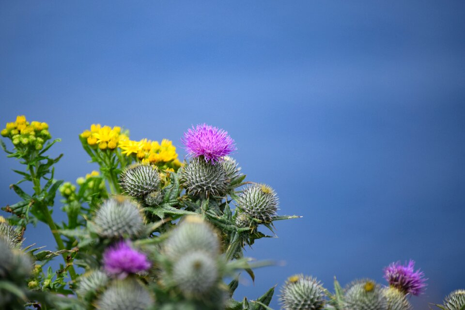 Flowers nature purple