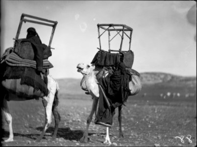 Bedouin life in Trans-Jordan. Mounting a camel while on the march. Bedouin girl climbing over camel's neck LOC matpc.15666