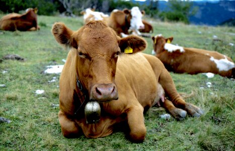 Cattle animals animal photo