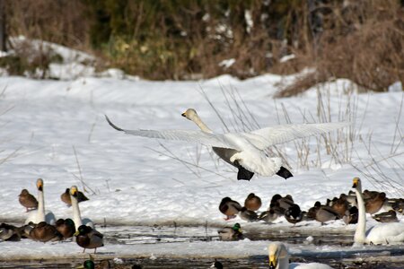 Bird wild birds waterfowl