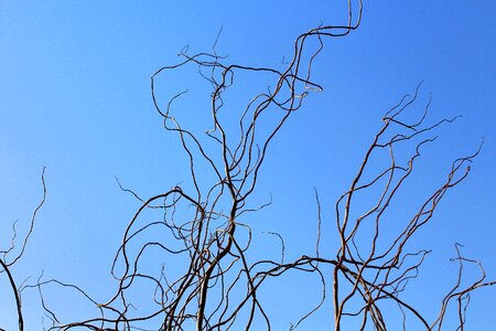 Branch sky season photo