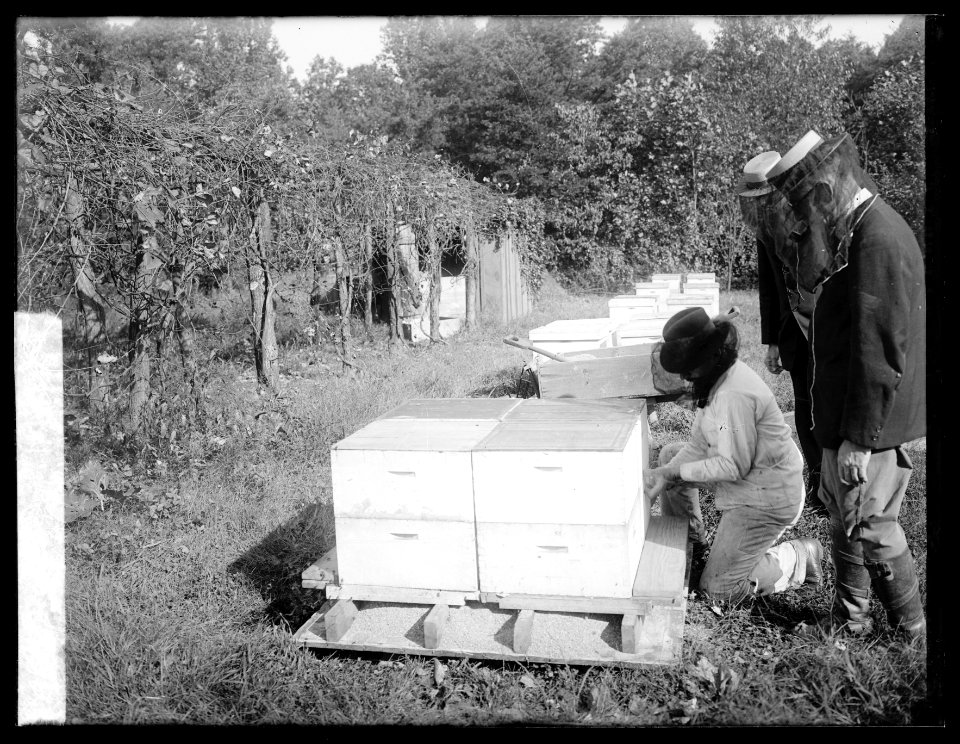 Bee story, storage, 10-11-19 LCCN2016852900