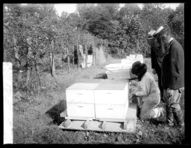 Bee story, storage, 10-11-19 LCCN2016852900