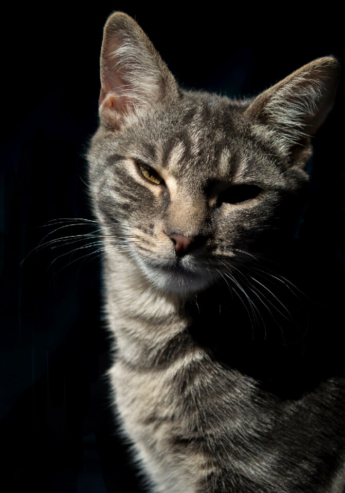 Feline domestic head