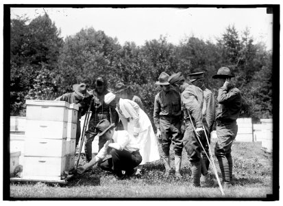 Beekeeping instruction for injured soldiers LCCN2016869980