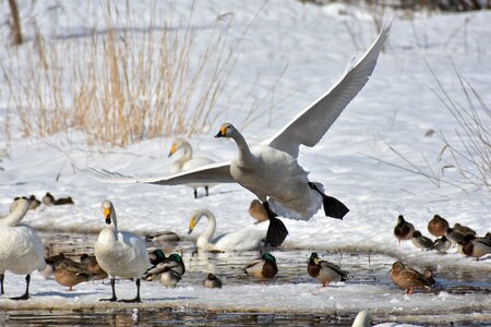 Bird wild birds waterfowl