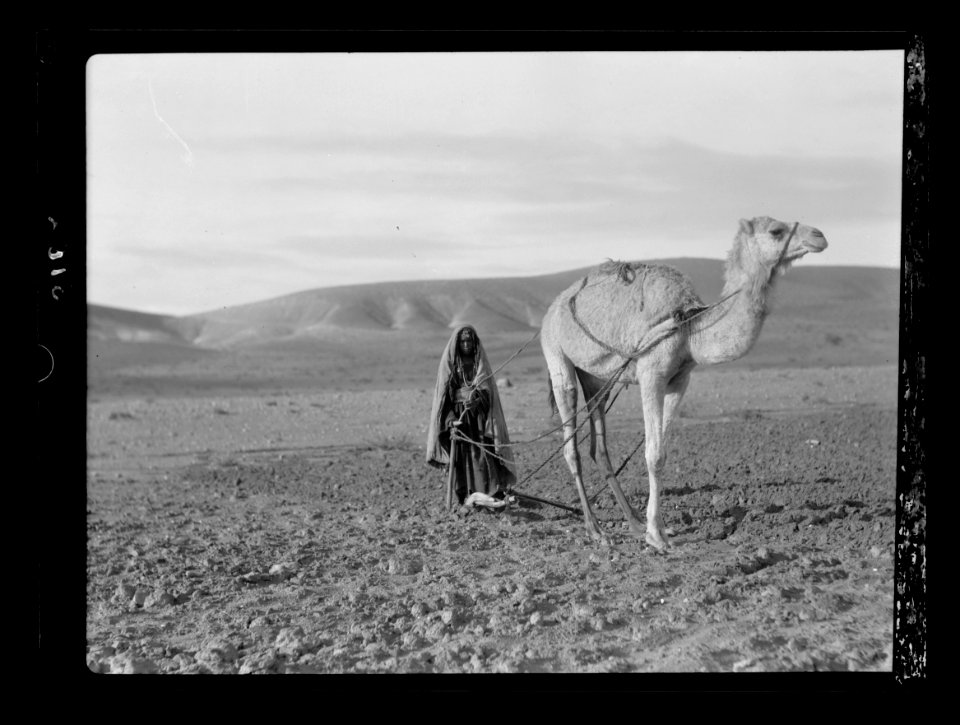 Beersheba and surroundings. (Beer Saba). Beersheba. Bedouin women ploughing, with a camel LOC matpc.15528