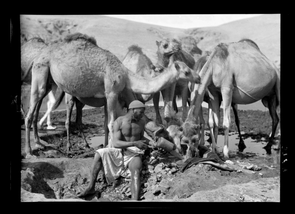 Beersheba and surroundings. (Beer Saba). Wadi Shria. Watering camels in an 'Aba'. Bedouin outer garment LOC matpc.15530