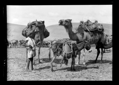 Beersheba and surroundings. (Beer Saba). Carrying water to the camp. Jars on camels and donkey LOC matpc.15531
