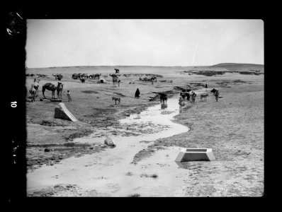 Beersheba and surroundings. (Beer Saba). Wadi Shellal. A watering center. Camels drinking from a desert brook LOC matpc.15529