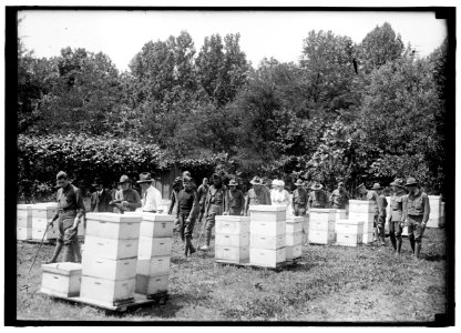 Beekeeping instruction for injured soldiers LCCN2016869977