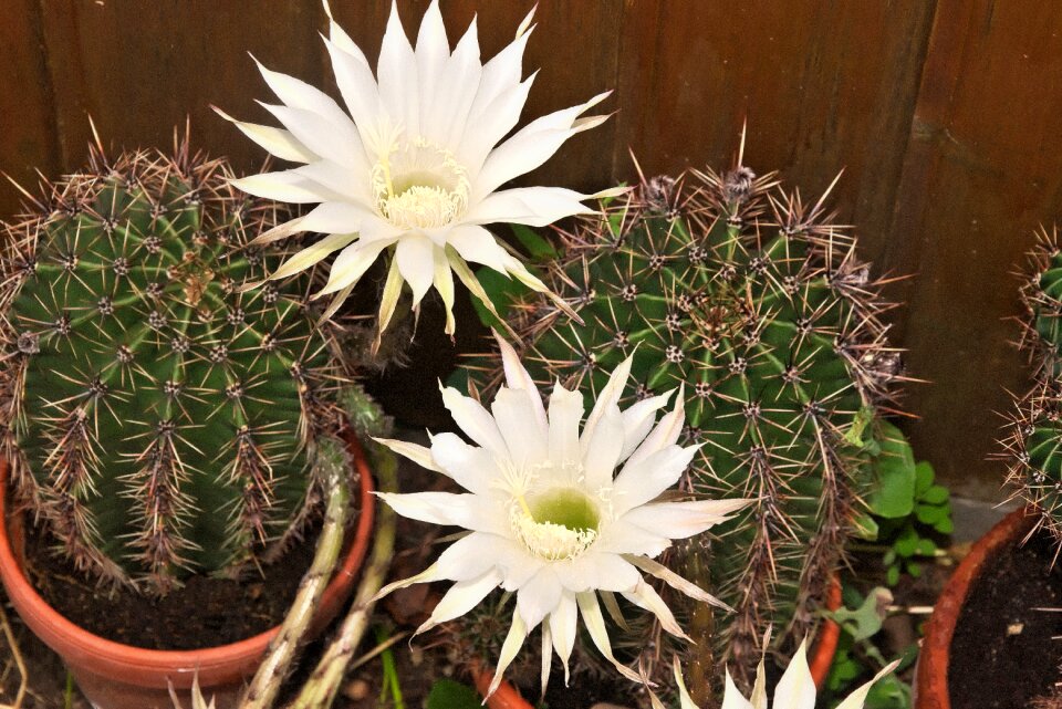 Cactus flower rare flower white blossom
