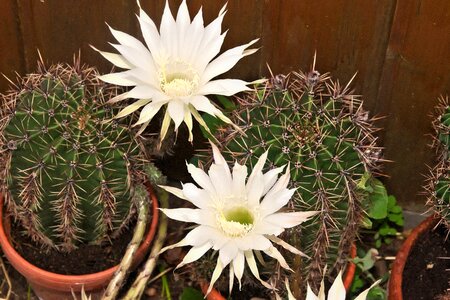 Cactus flower rare flower white blossom