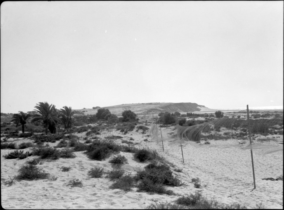 Beersheba and surroundings. (Beer Saba). Trammel nets on seashore. For snaring migratory quails LOC matpc.15535