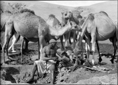 Beersheba and surroundings. (Beer Saba). Wadi Shria. Watering camels in an 'Aba'. Bedouin outer garment LOC matpc.15530