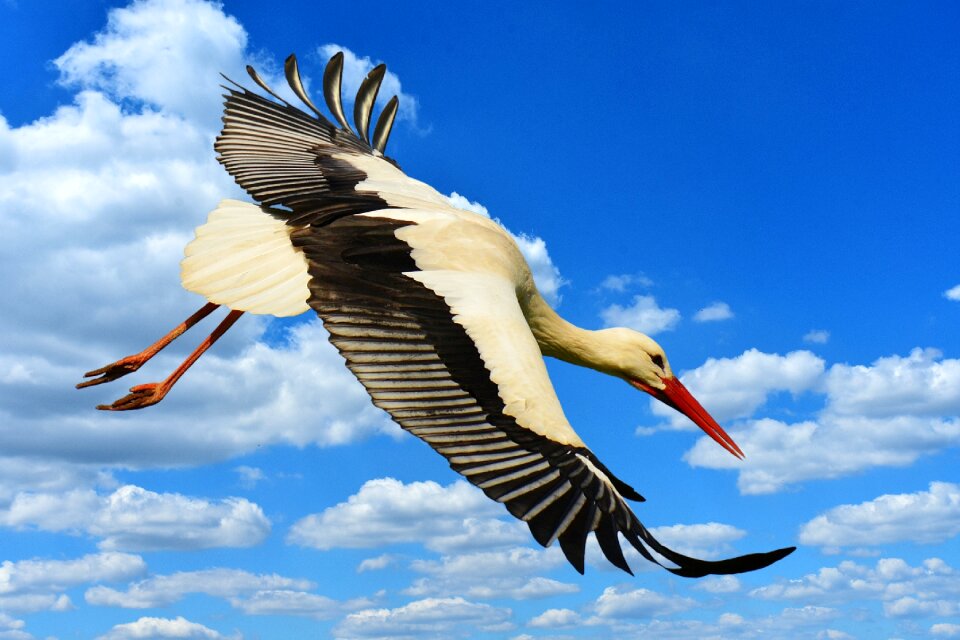 Elegant feather bird