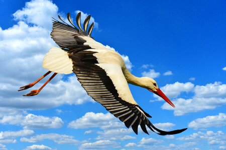 Elegant feather bird
