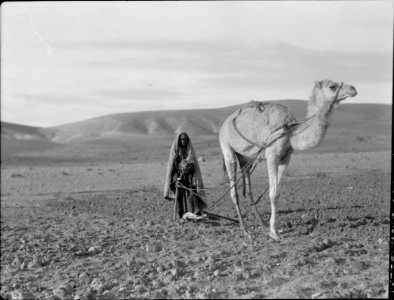Beersheba and surroundings. (Beer Saba). Beersheba. Bedouin women ploughing, with a camel LOC matpc.15528