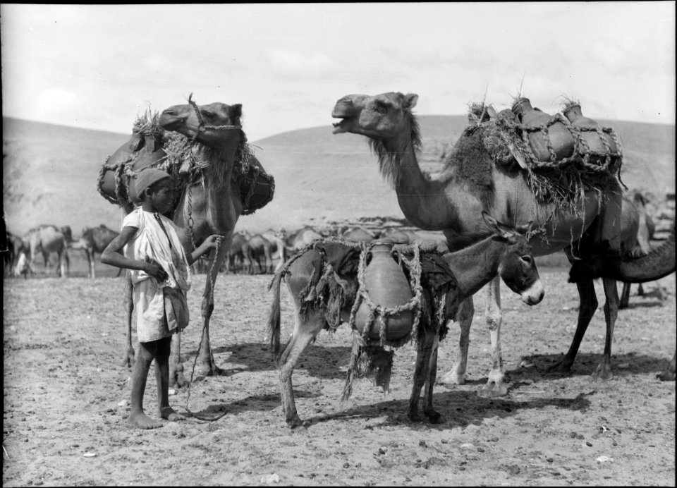 Beersheba and surroundings. (Beer Saba). Carrying water to the camp. Jars on camels and donkey LOC matpc.15531