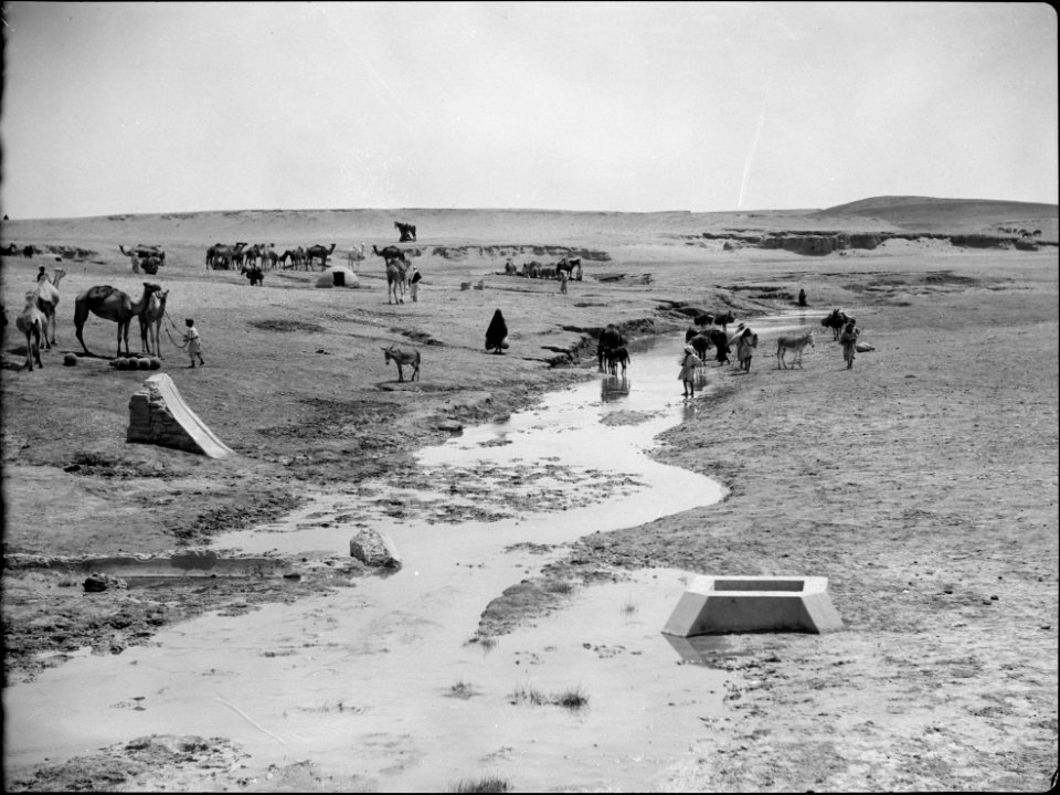 Beersheba and surroundings. (Beer Saba). Wadi Shellal. A watering center. Camels drinking from a desert brook LOC matpc.15529