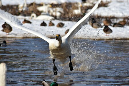 Bird wild birds waterfowl