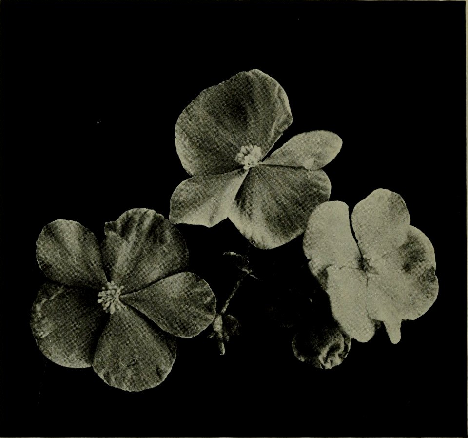 Begonia 'Gloire de Lorraine'. The American annual of photography (1918) (14594574458)