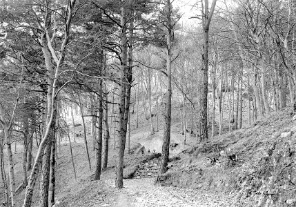 Befestigungen im Wald am Eingang zur Winterhalde - CH-BAR - 3238030