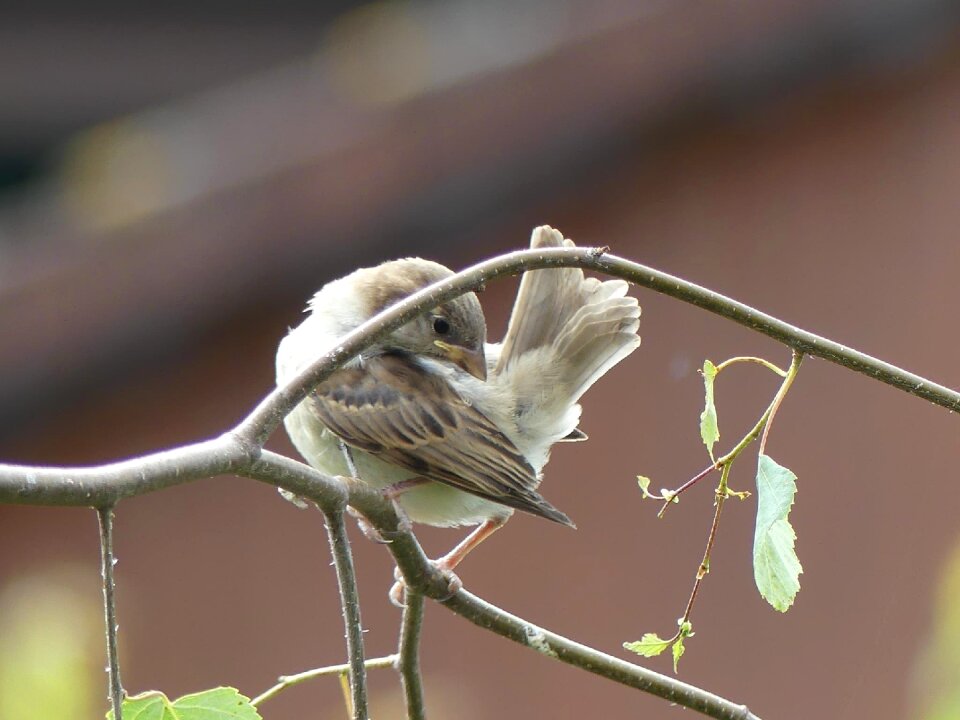 Songbird sparrow branch