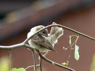 Songbird sparrow branch photo