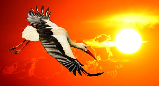 Elegant feather bird