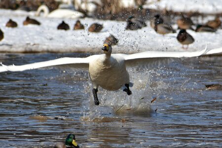 Bird wild birds waterfowl