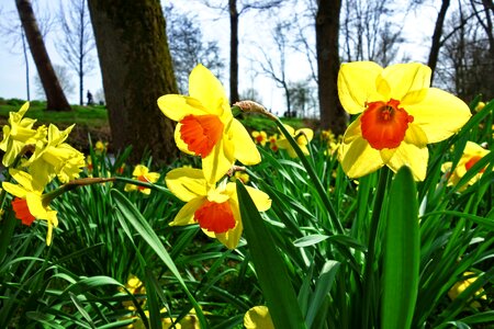 Narcissus spring flower spring time