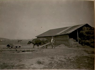 Beim Heu u. Strohdepot des Pferdespitales Nr, 102. Klagenfurt. (BildID 15799447)